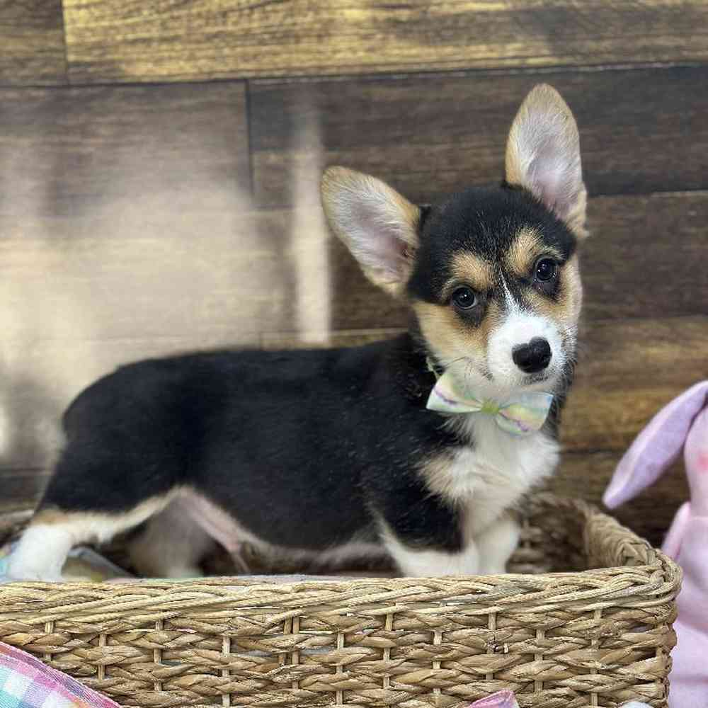 Male Pembroke Welsh Corgi Puppy for Sale in Saugus, MA