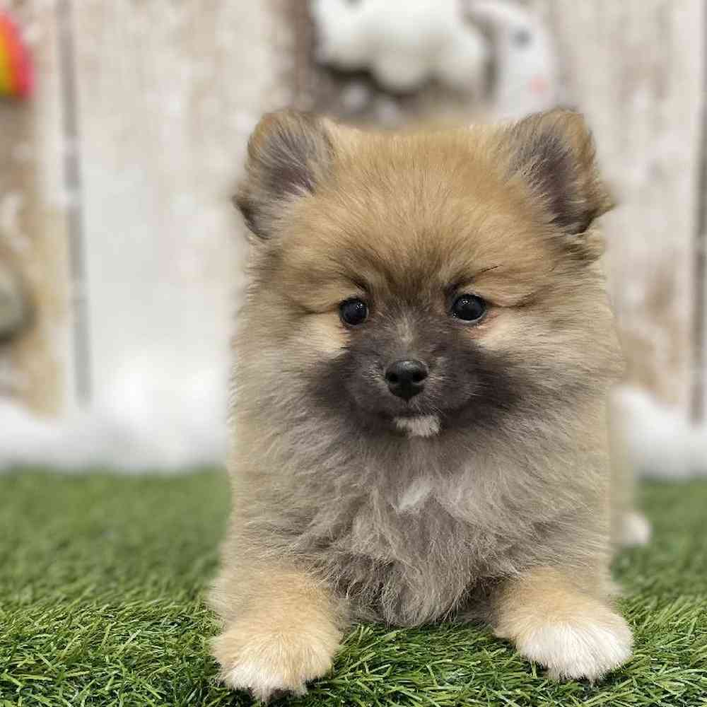 Female Pomeranian Puppy for Sale in Braintree, MA
