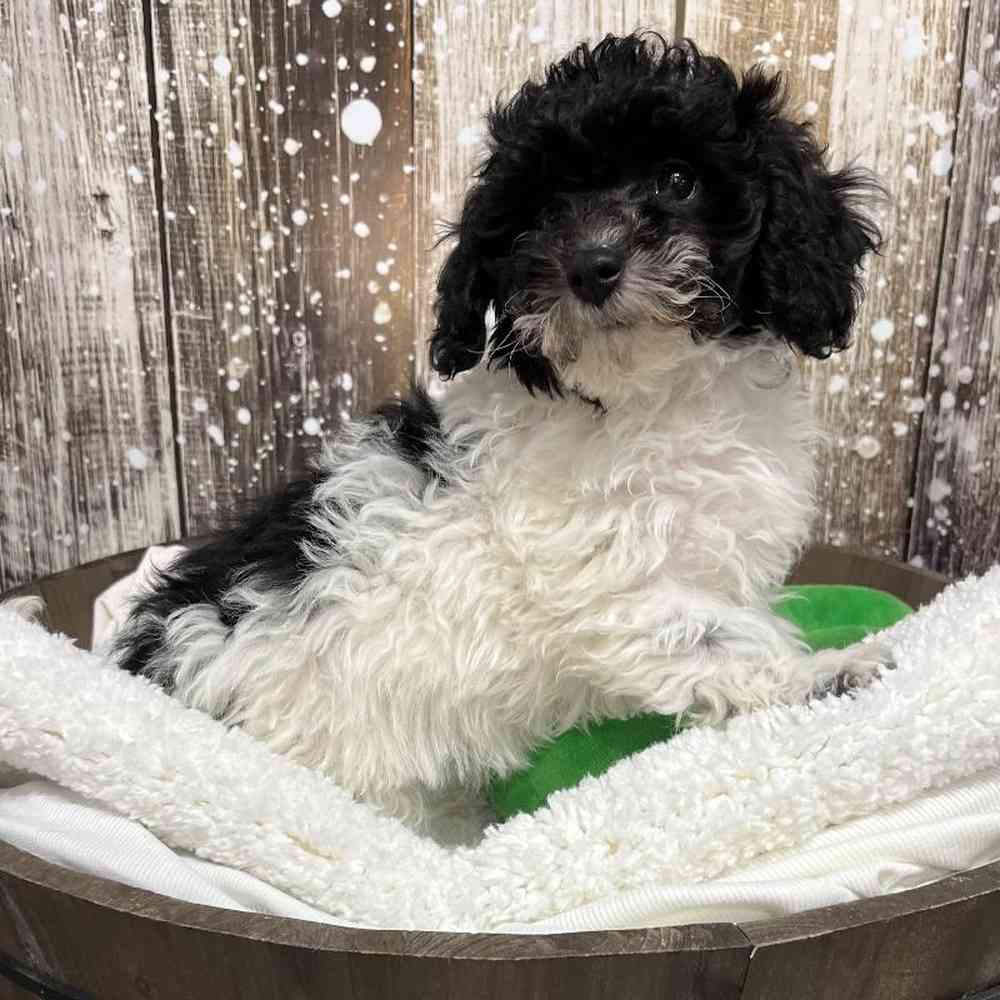 Female Cavachon Puppy for Sale in Saugus, MA