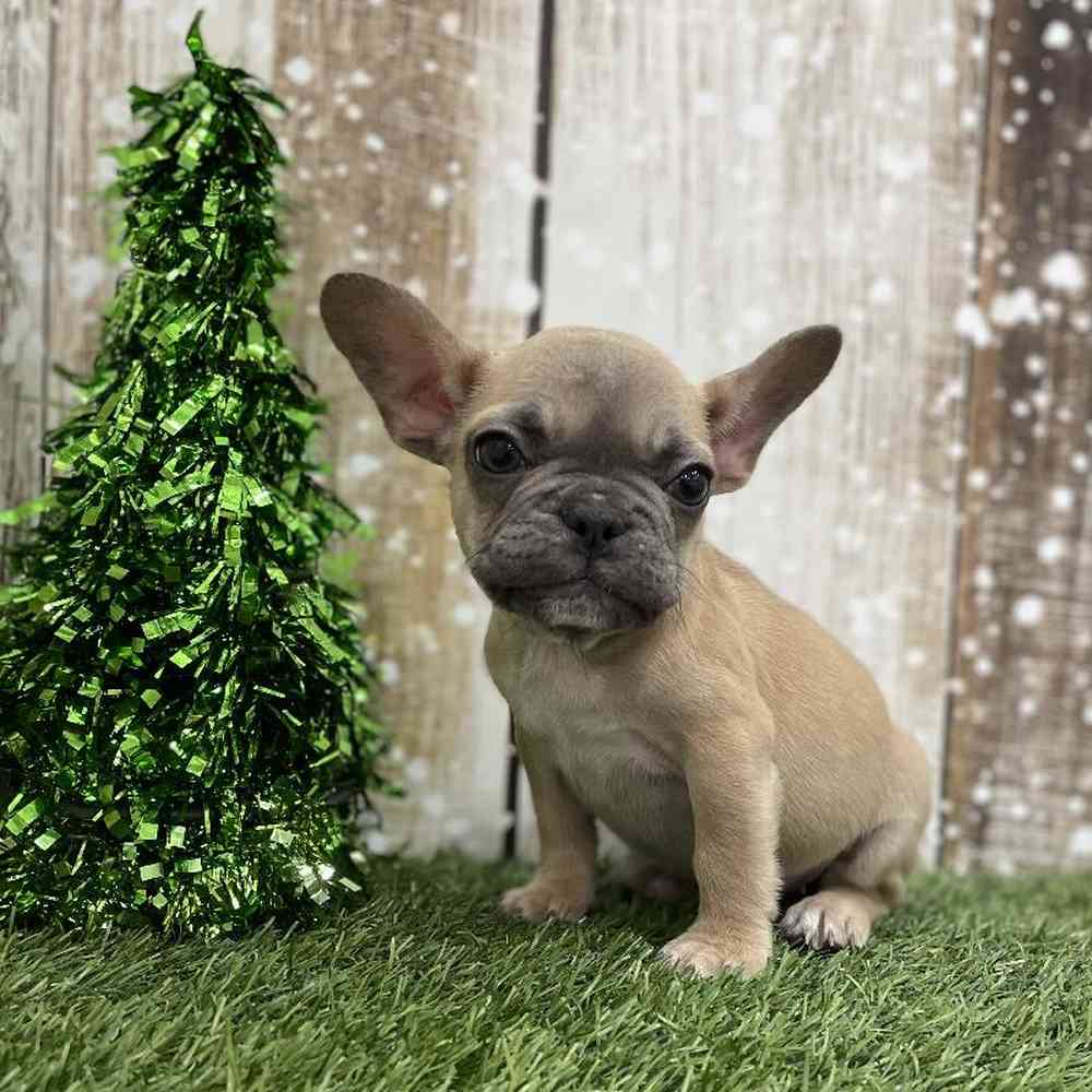 Female French Bulldog Puppy for Sale in Braintree, MA