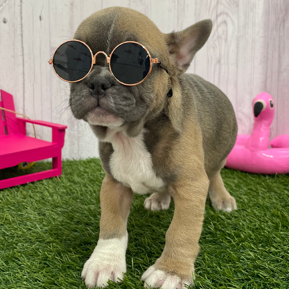 Male French Bulldog Puppy for Sale in Braintree, MA