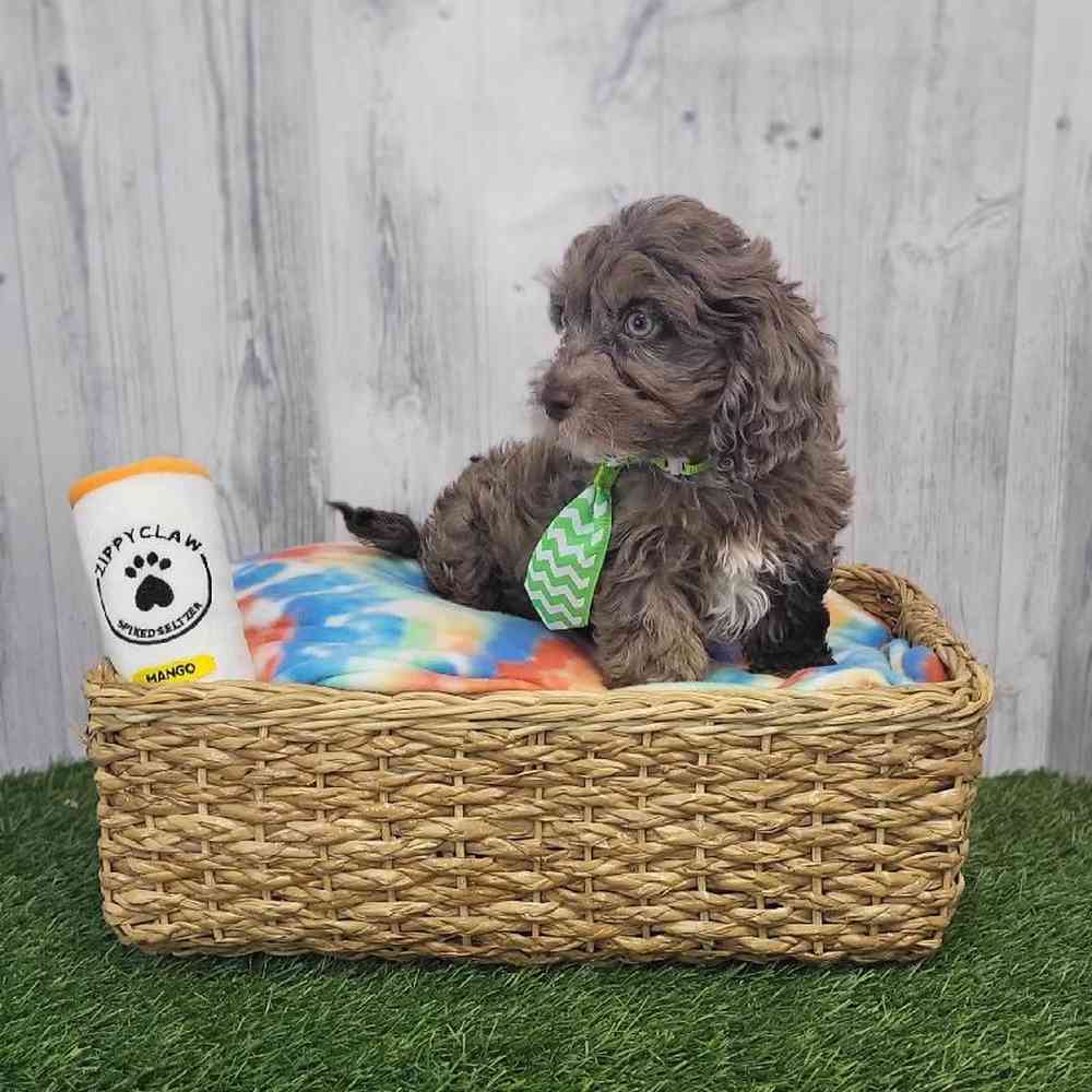 Male Cockapoo Puppy for Sale in Saugus, MA