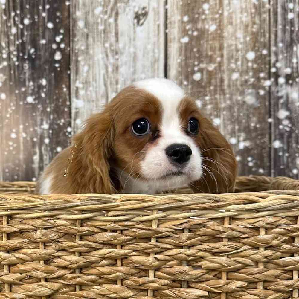 Male Cavalier King Charles Spaniel Puppy for Sale in Saugus, MA