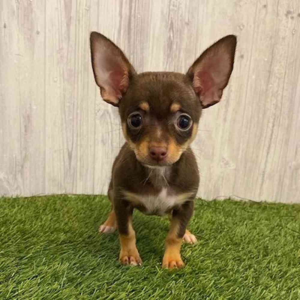 Male Chihuahua Puppy for sale
