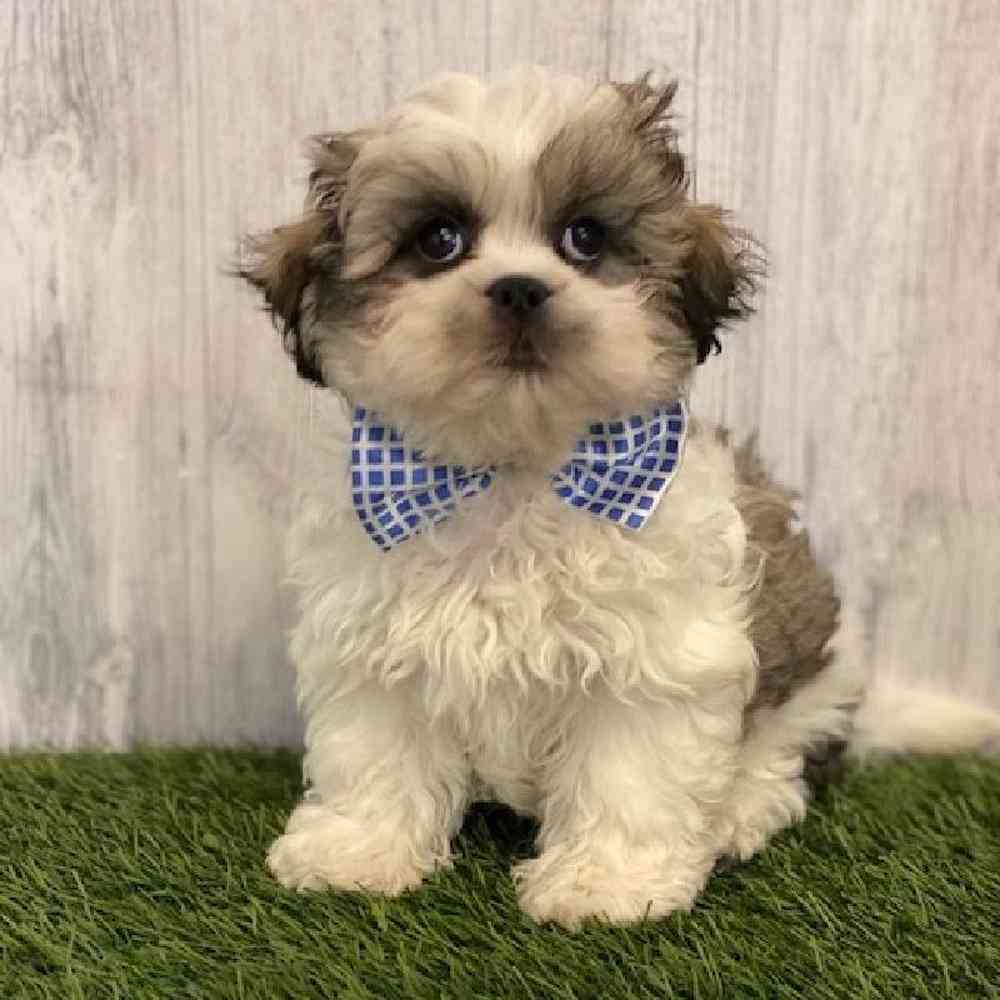 Male Malshi Puppy for sale