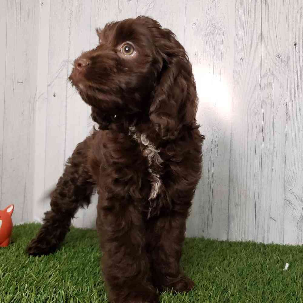 Male Cock-A-Poo Puppy for sale
