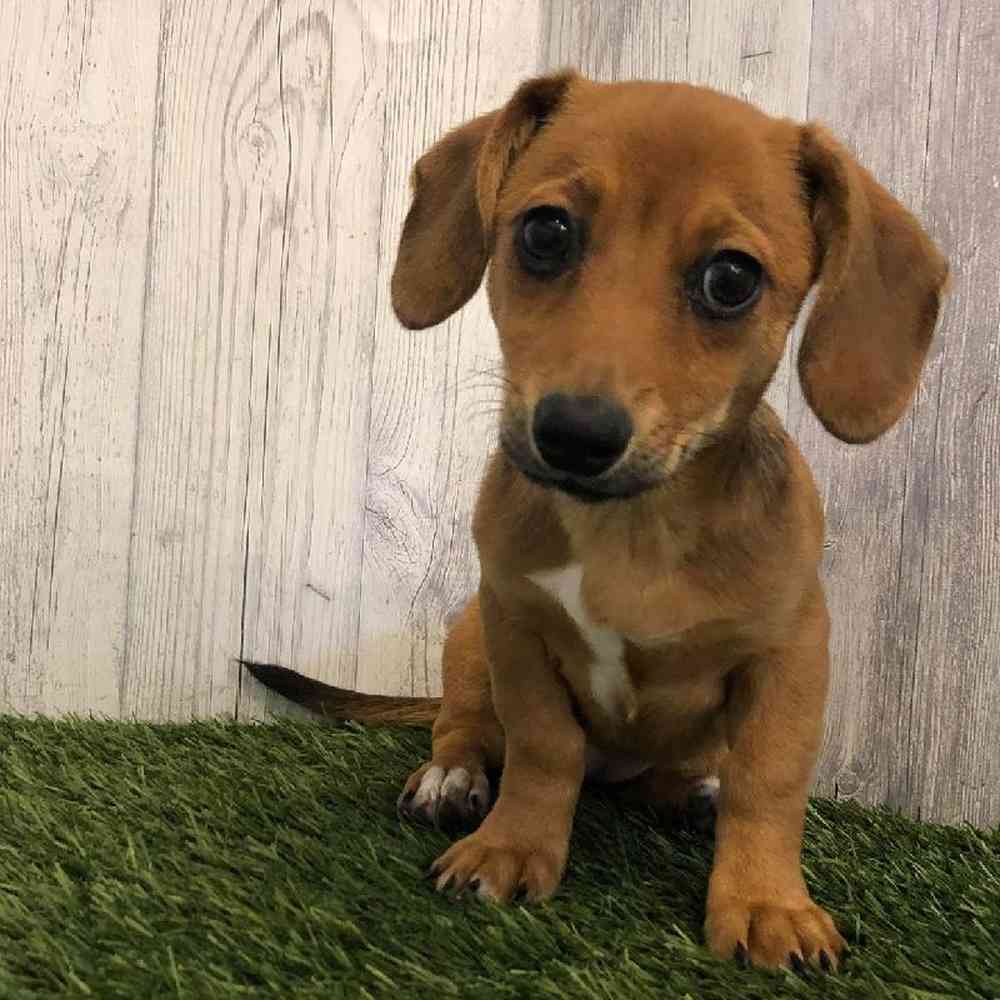 Female Chiweenie Puppy for sale