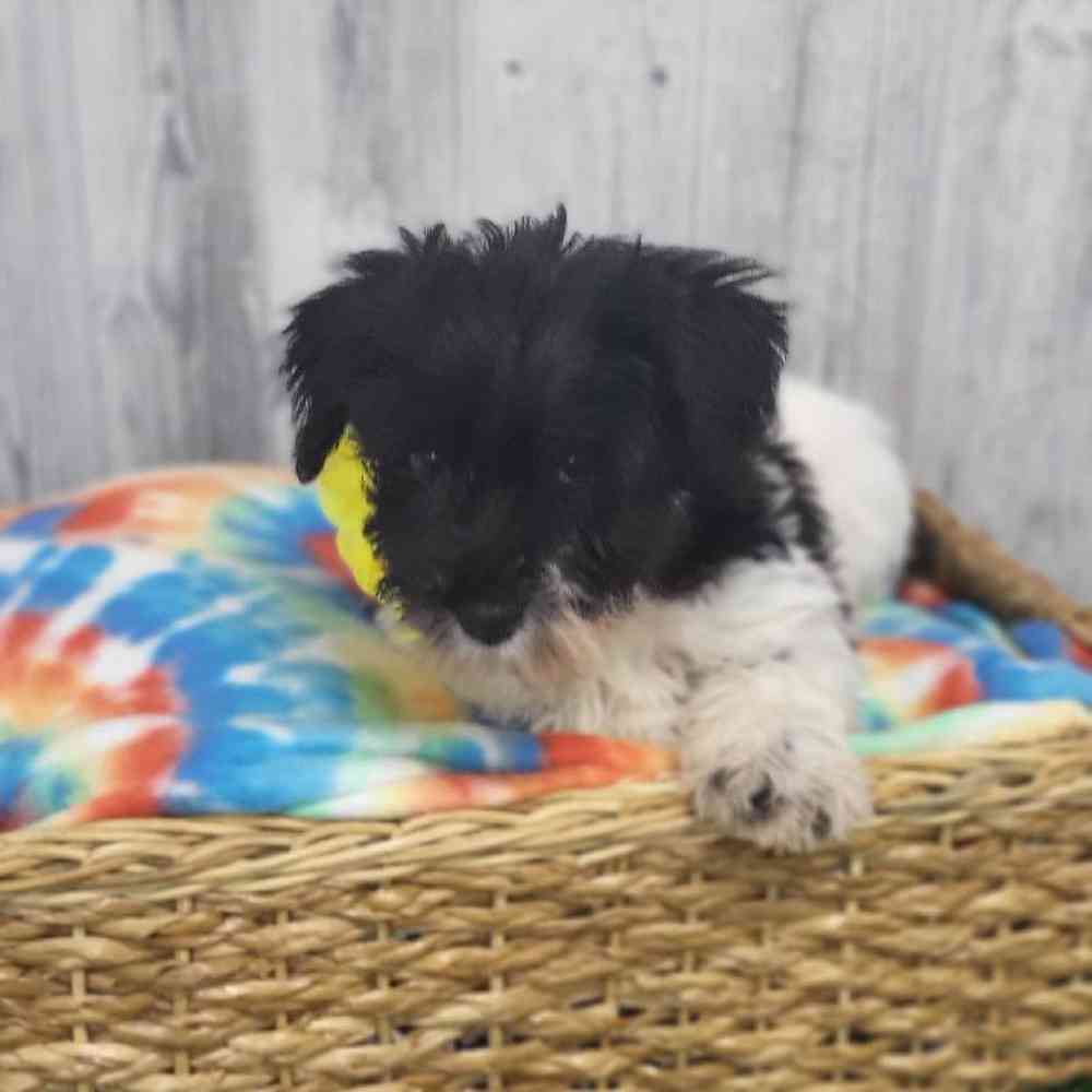 Female Miniature Schnauzer Puppy for Sale in Saugus, MA