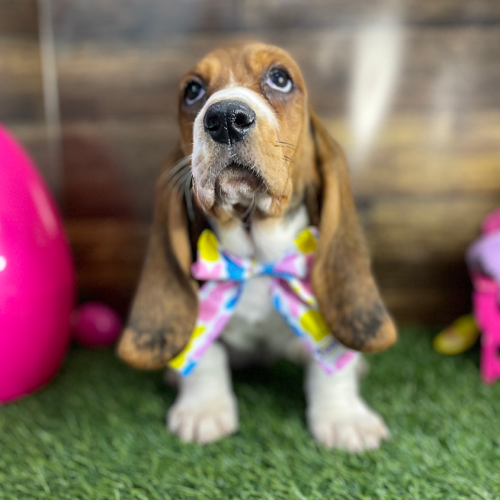 Female Basset Hound Puppy for Sale in Braintree, MA