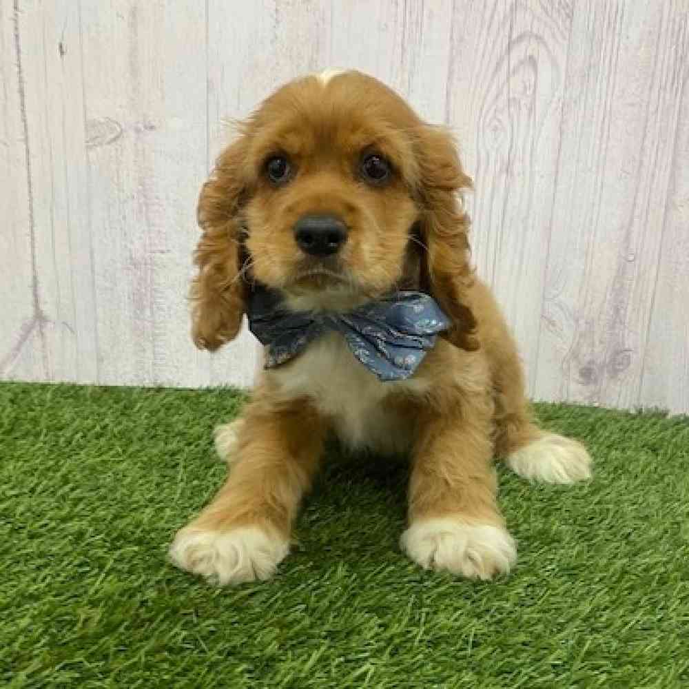 Male Cocker Spaniel Puppy for Sale in Braintree, MA