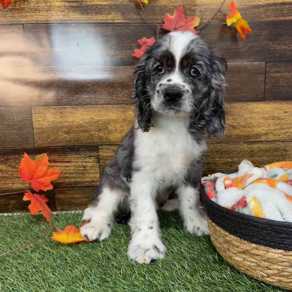 Male Cocker Spaniel Puppy for Sale in Saugus, MA