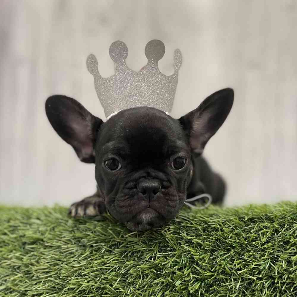 Female French Bulldog Puppy for Sale in Braintree, MA