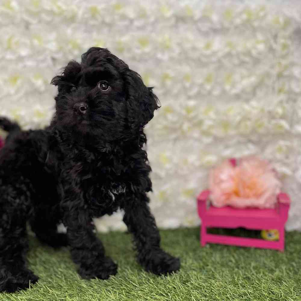 Female Cockapoo Puppy for Sale in Braintree, MA