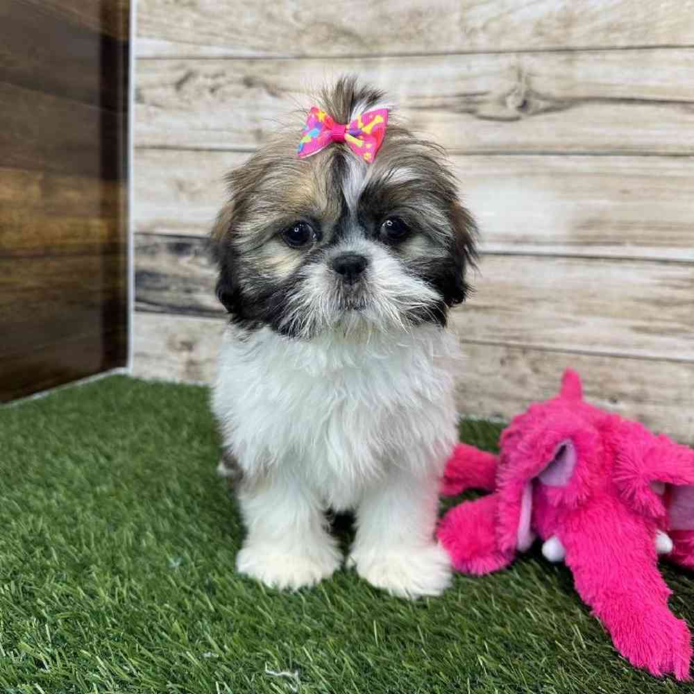 Female Shih Tzu Puppy for Sale in Saugus, MA