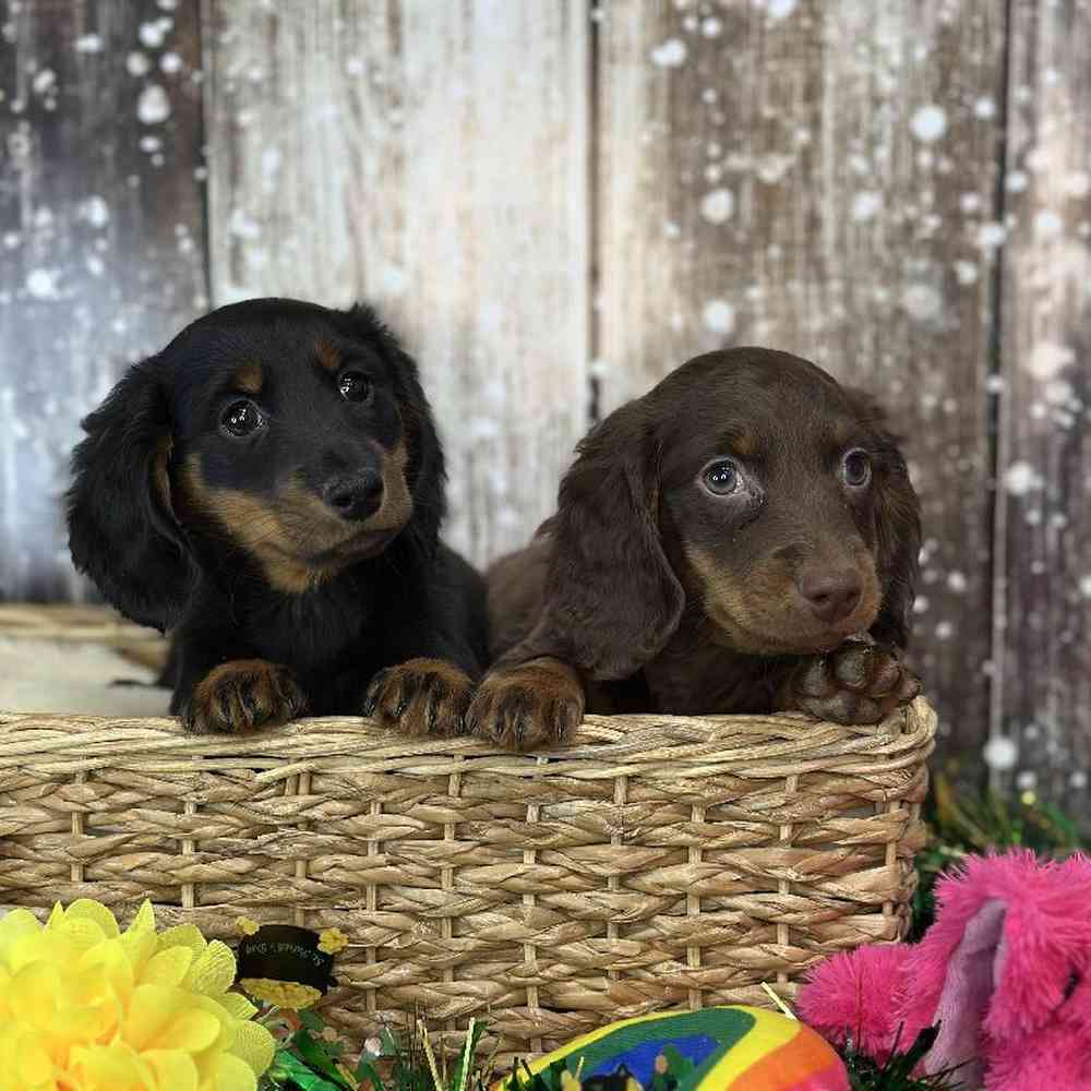 Male Dachshund Puppy for Sale in Saugus, MA