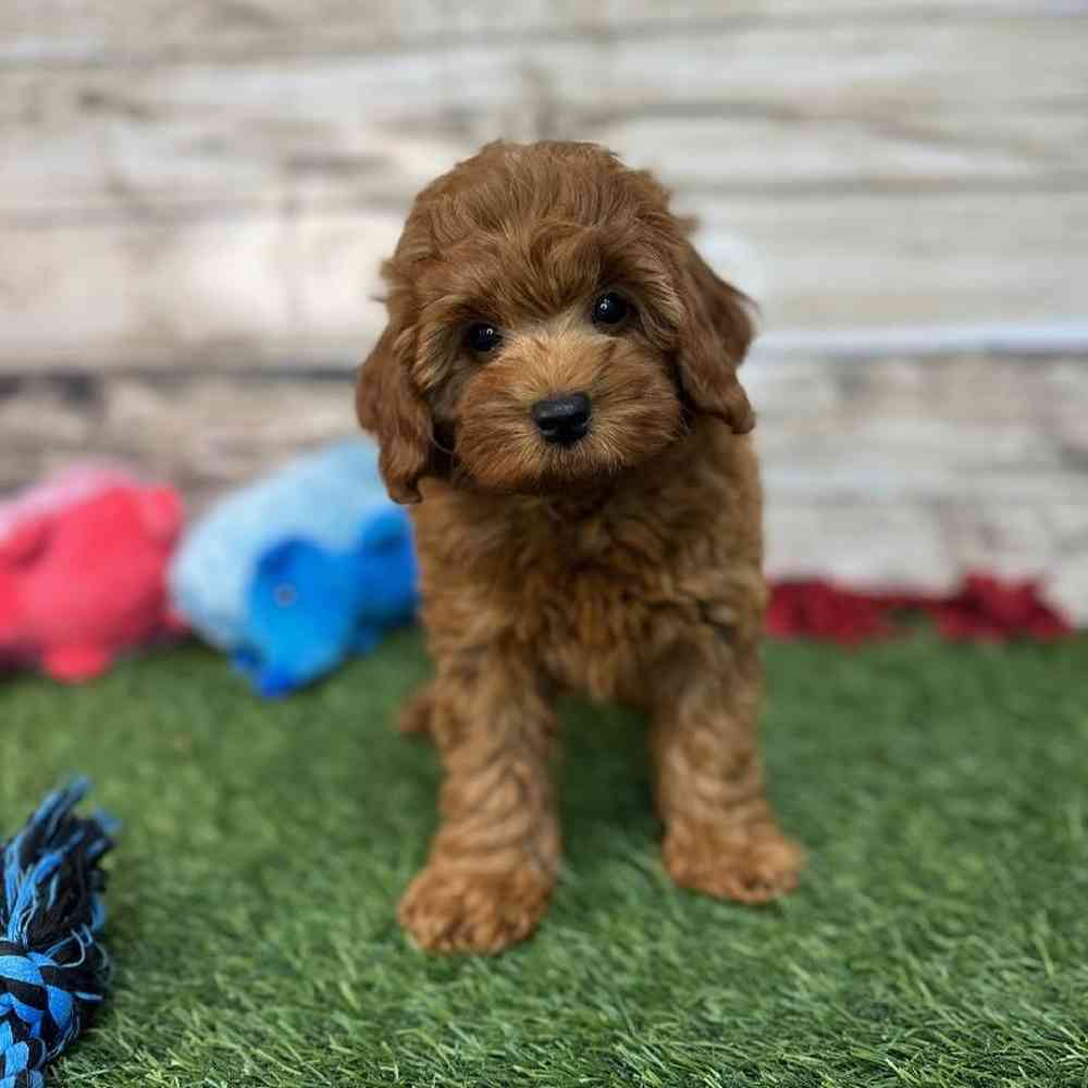 Male Mini Labradoodle 2nd Gen Puppy for Sale in Saugus, MA