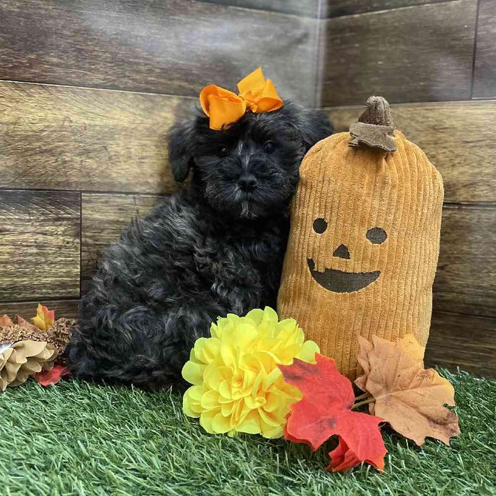 Female Schnoodle Puppy for Sale in Braintree, MA