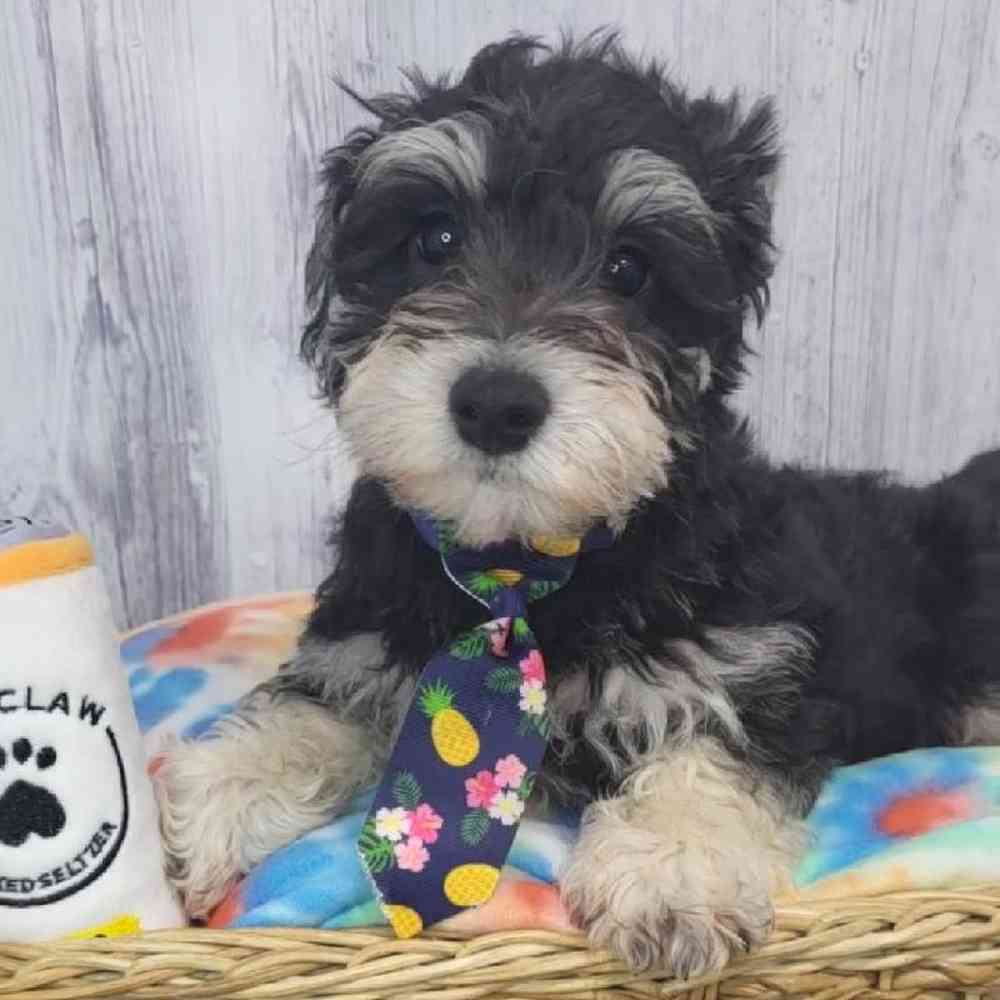 Male Chonzer (Bichon/Min Schnauzer) Puppy for Sale in Saugus, MA
