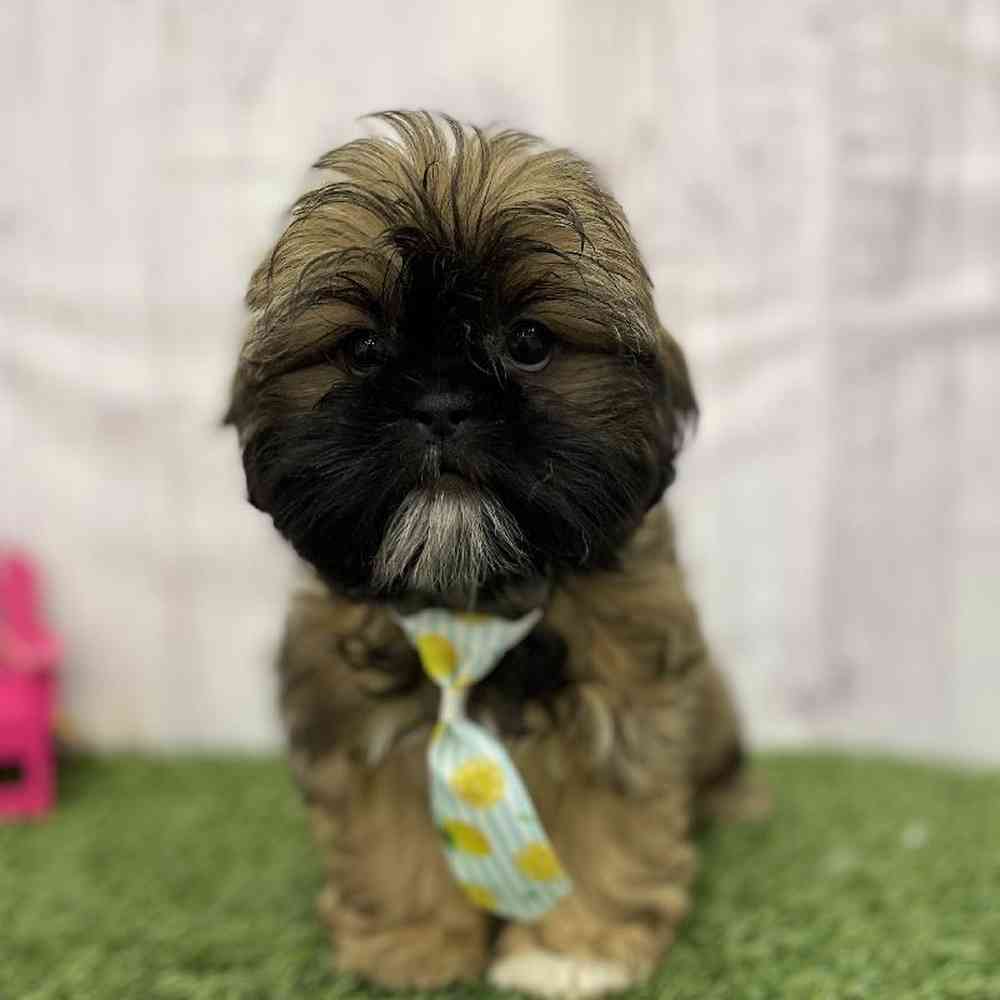 Male Shih Tzu Puppy for Sale in Braintree, MA