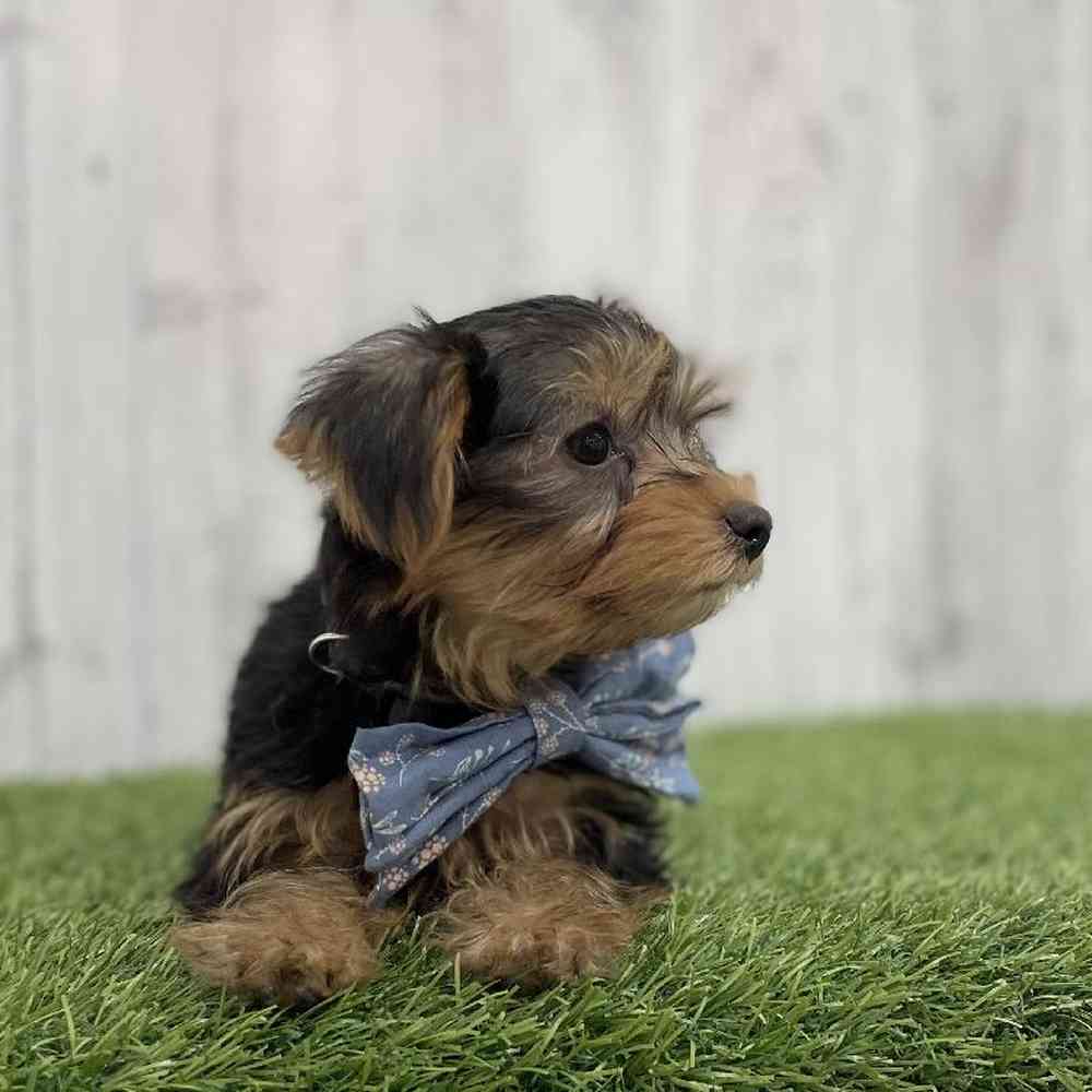 Male Yorkshire Terrier Puppy for Sale in Braintree, MA