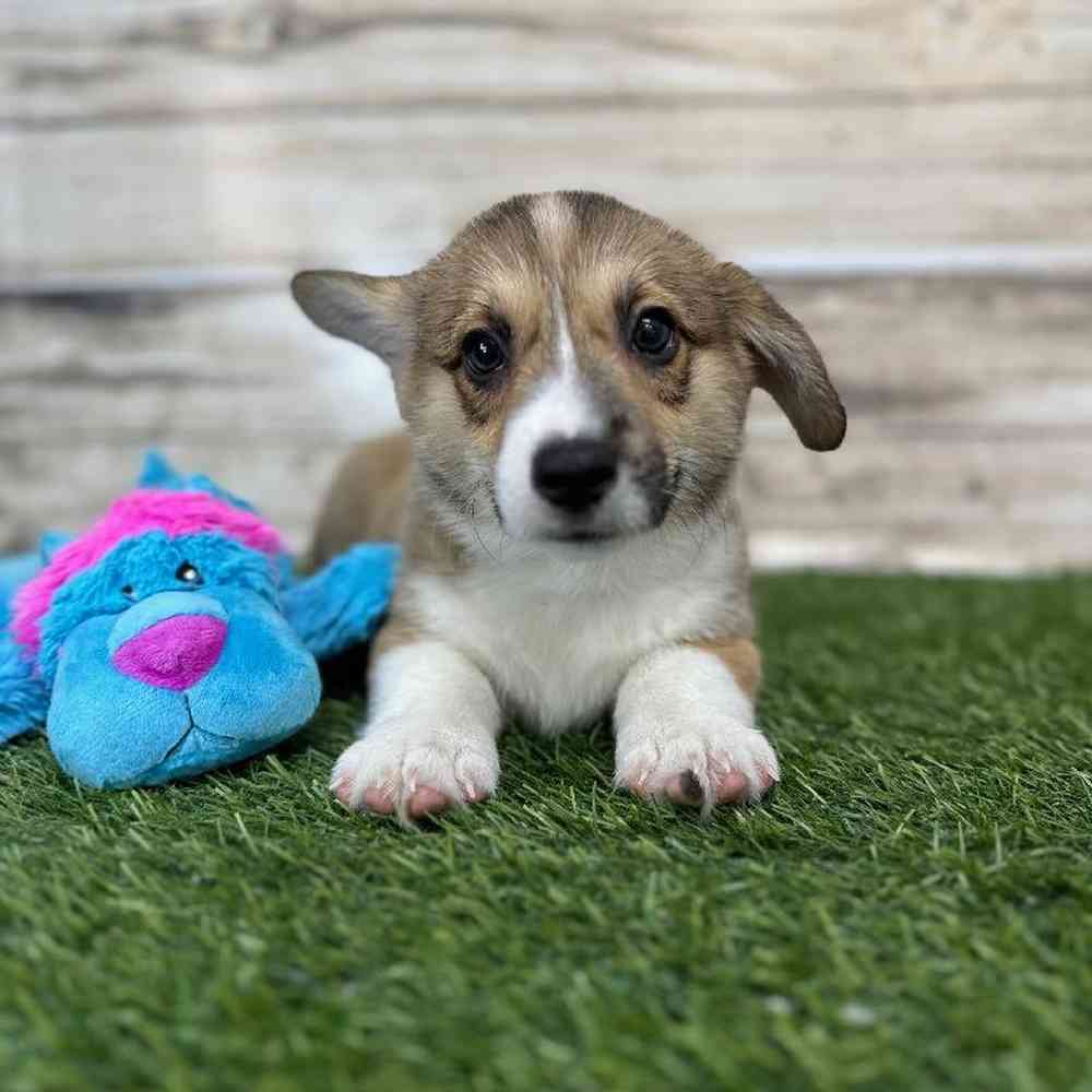 Male Pembroke Welsh Corgi Puppy for Sale in Saugus, MA