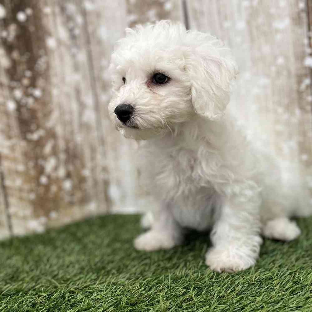 Male Bichon Frise Puppy for Sale in Braintree, MA