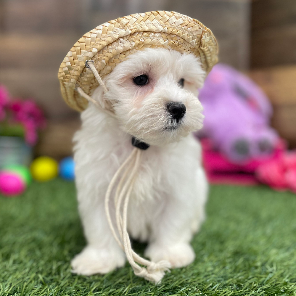 Male Malti-Poo Puppy for Sale in Braintree, MA