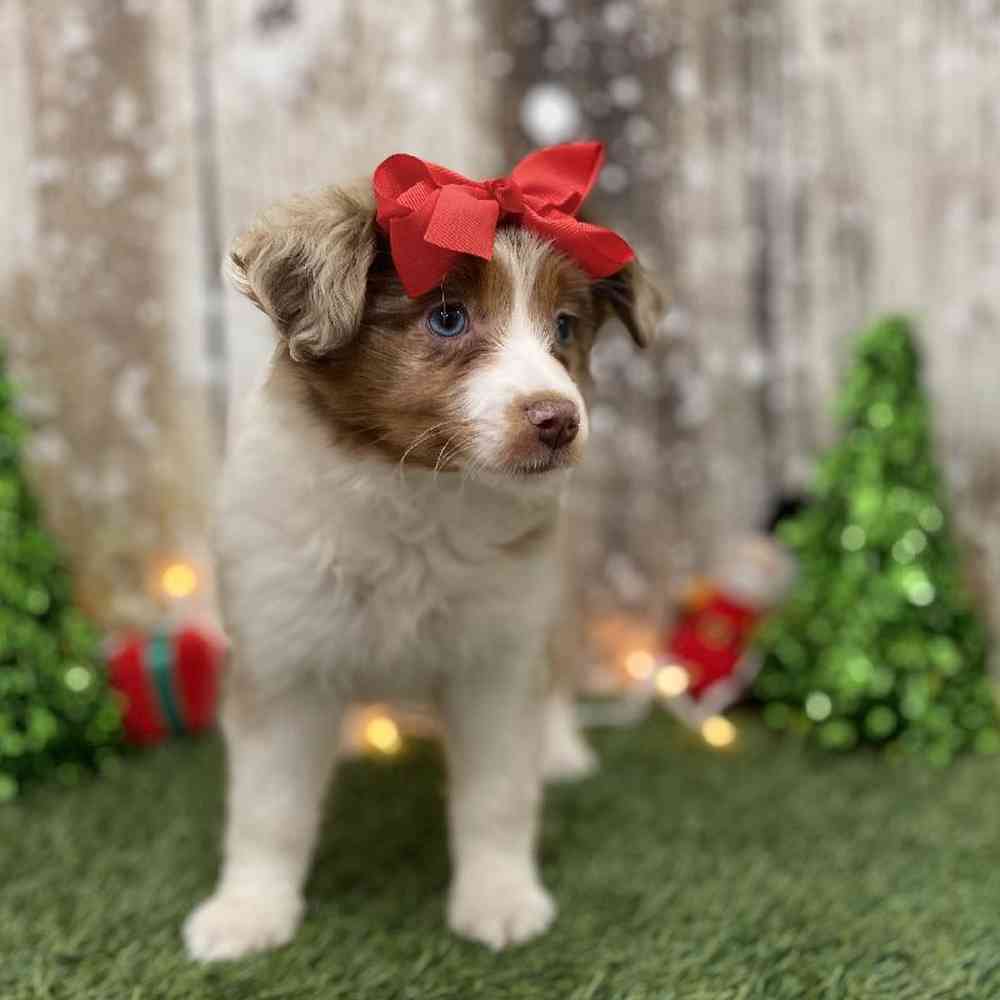 Female Australian Shepherd Puppy for Sale in Braintree, MA