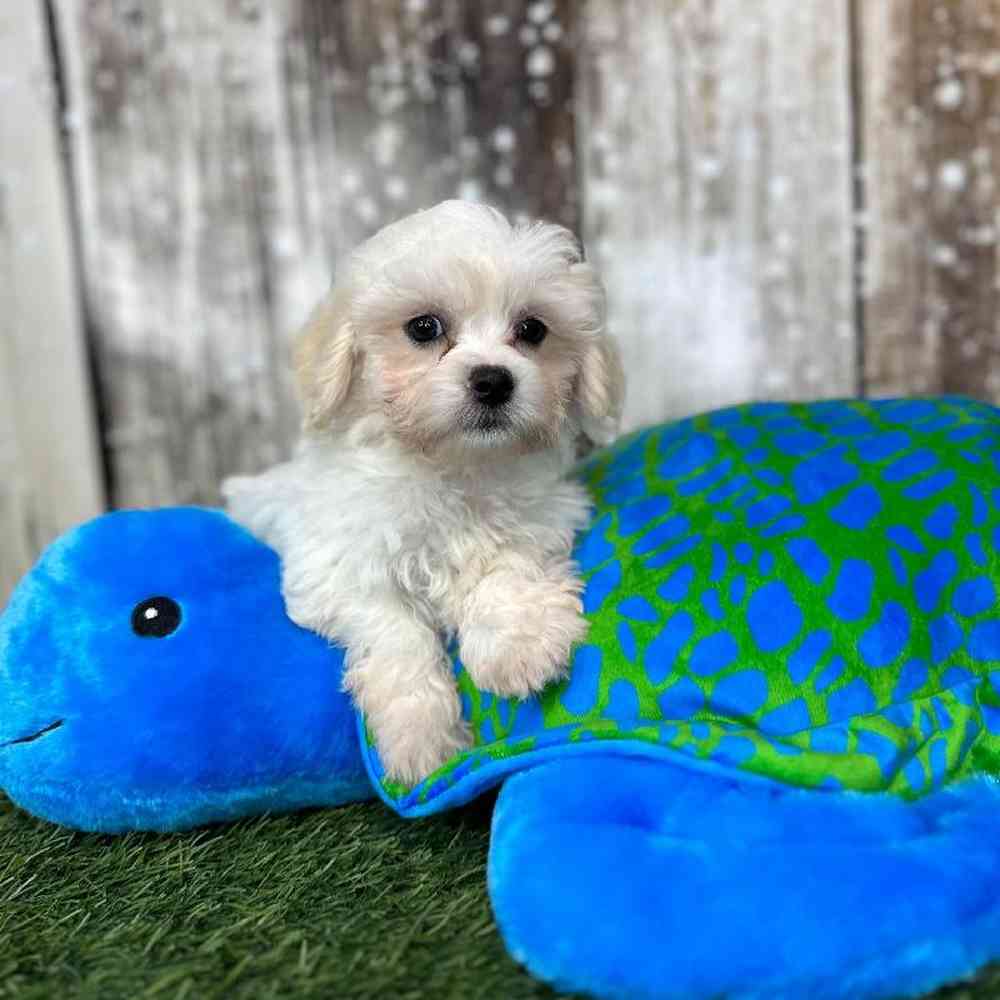 Male La-Chon Puppy for Sale in Saugus, MA