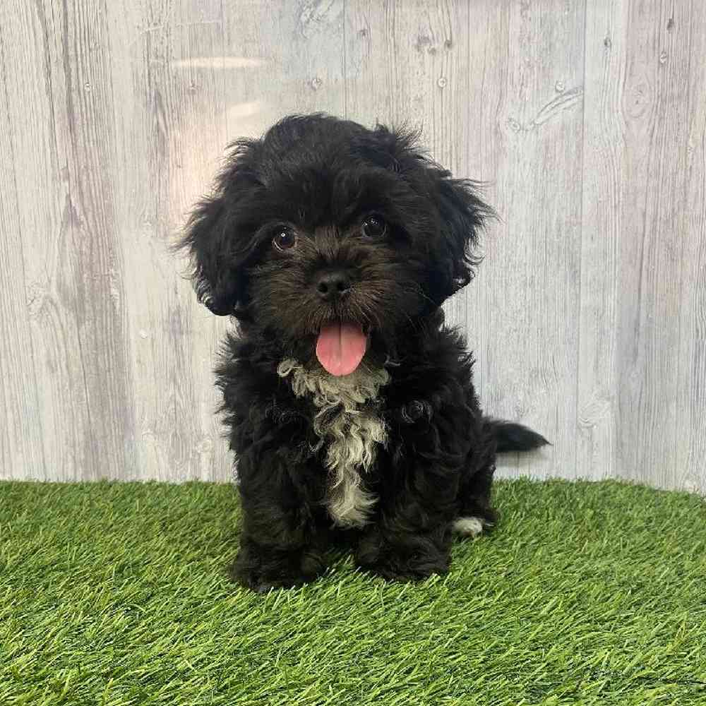 Male Lhasa-Poo Puppy for Sale in Saugus, MA