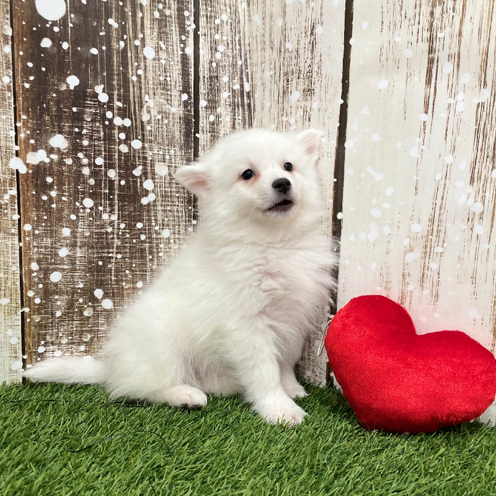 Female American Eskimo Puppy for Sale in Braintree, MA