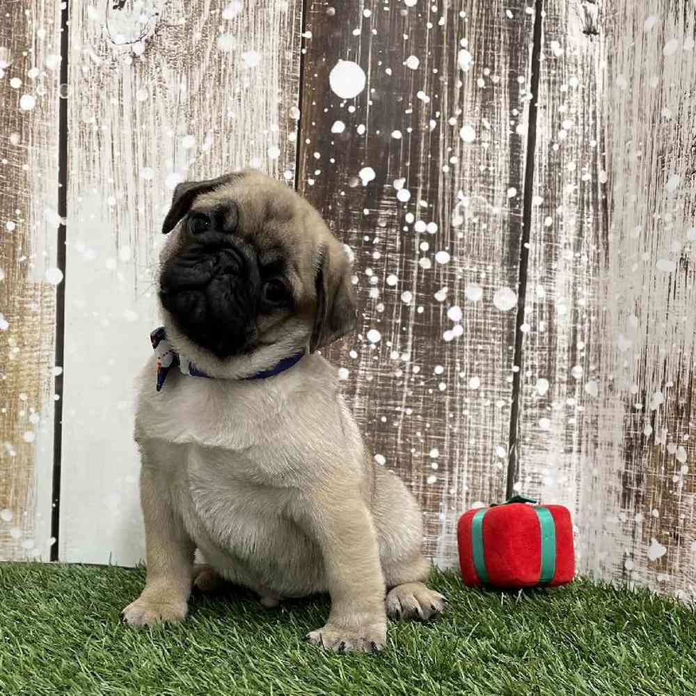 Male Pug Puppy for Sale in Braintree, MA