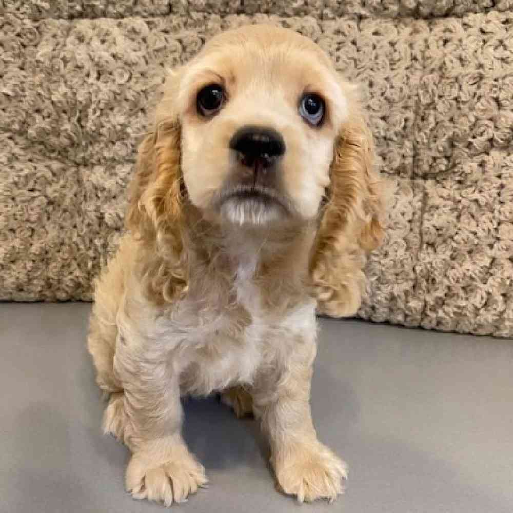 Female Cocker Spaniel Puppy for sale