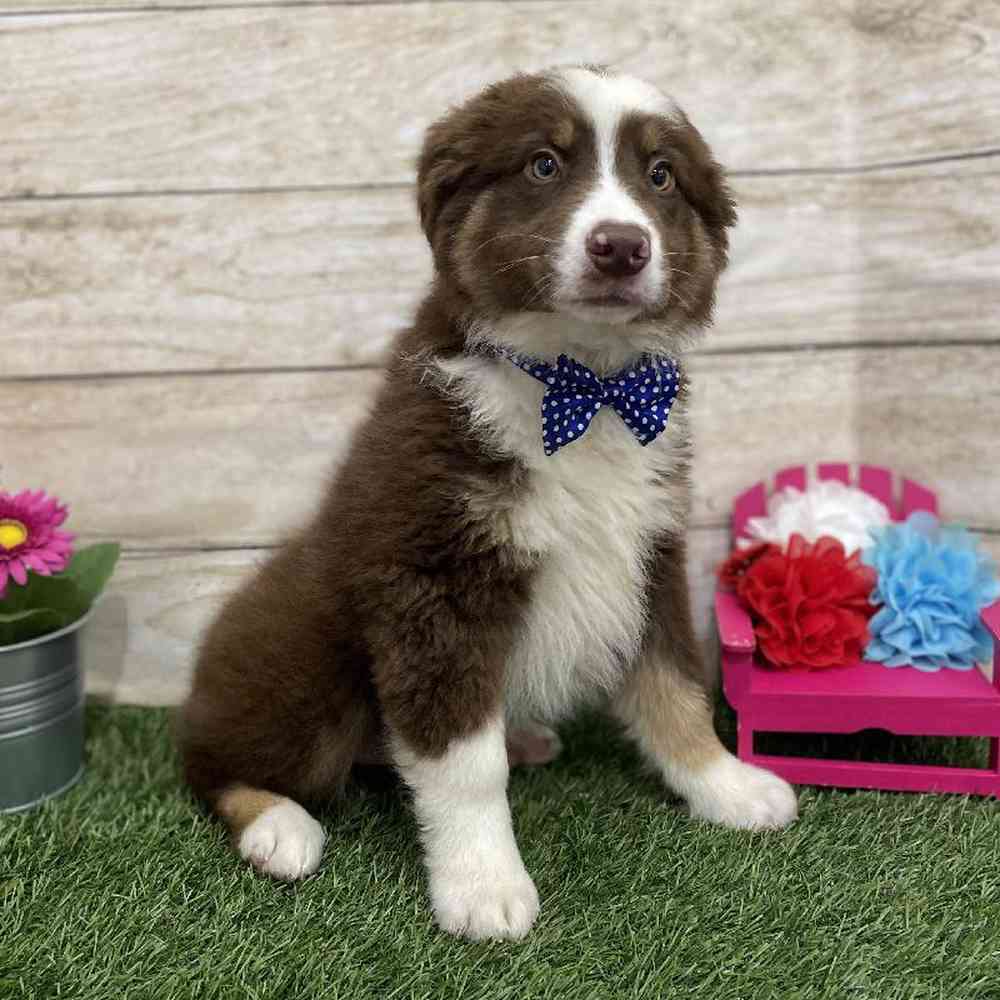 Male Miniature Australian Shepherd Puppy for Sale in Braintree, MA
