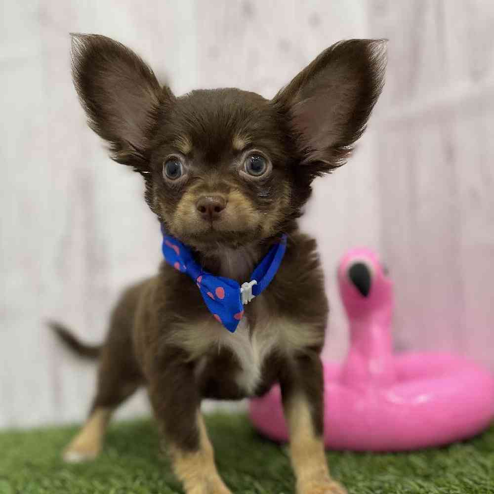 Male Chihuahua Puppy for Sale in Braintree, MA