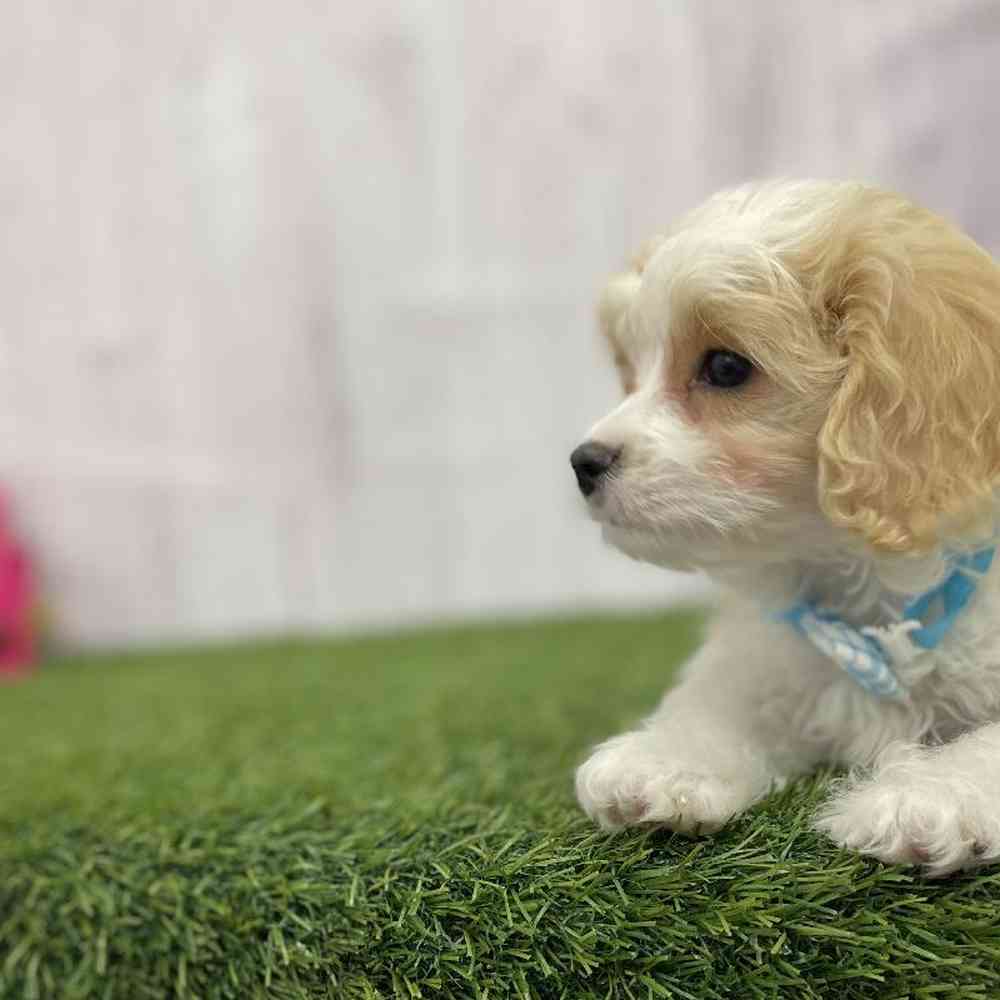Male Cavachon Puppy for Sale in Braintree, MA