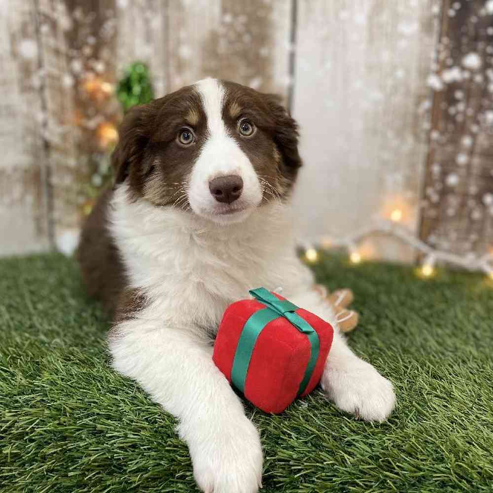 Male Miniature Australian Shepherd Puppy for Sale in Braintree, MA