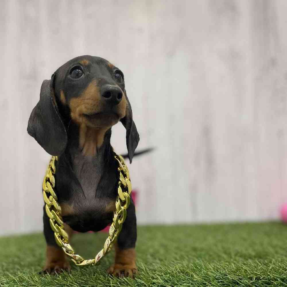Female Dachshund Puppy for Sale in Braintree, MA