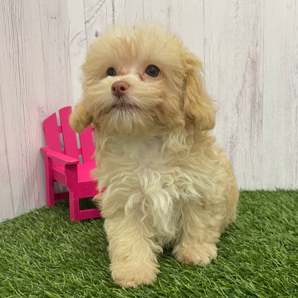 Female Havapoo Puppy for Sale in Braintree, MA