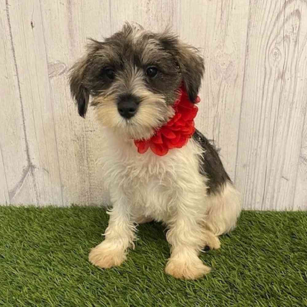 Female Miniature Schnauzer Puppy for sale