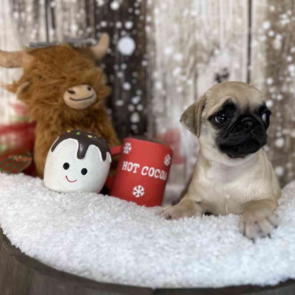 Female Pug Puppy for Sale in Saugus, MA