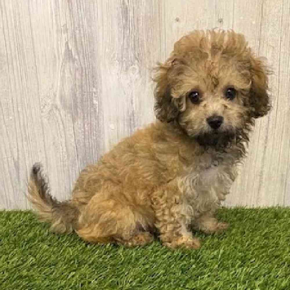 Male Cavapoo Puppy for sale