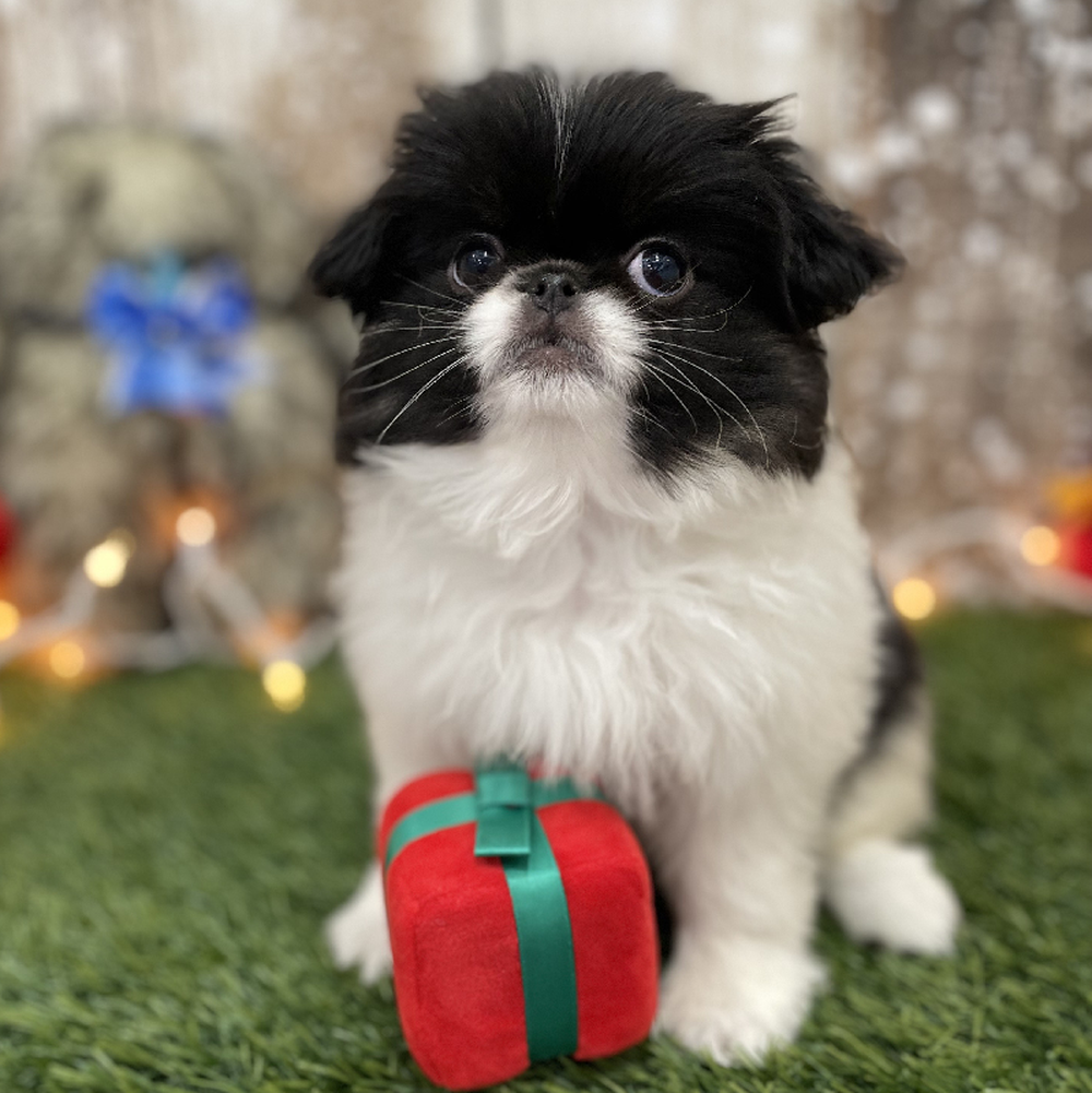 Female Japanese Chin Puppy for Sale in Braintree, MA
