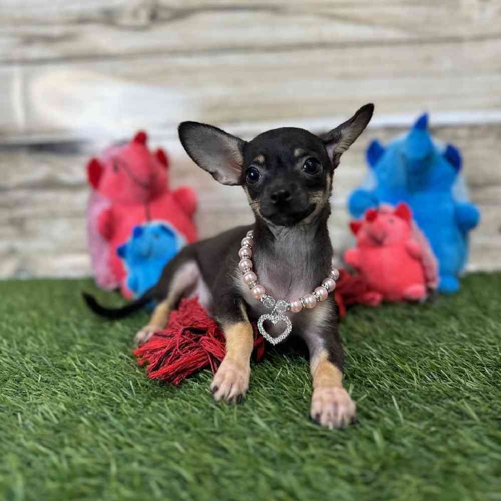 Female Chihuahua Puppy for Sale in Saugus, MA