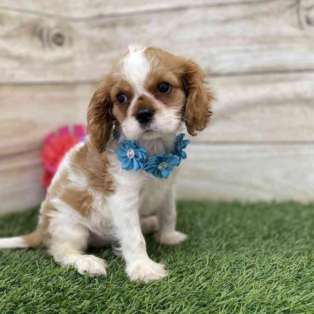 Female Cavalier King Charles Spaniel Puppy for Sale in Saugus, MA