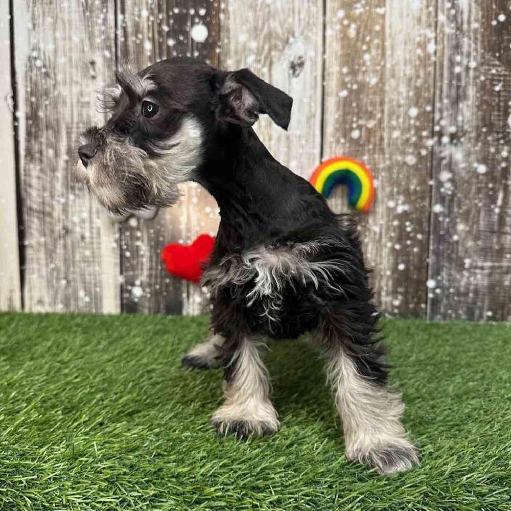 Female Miniature Schnauzer Puppy for Sale in Saugus, MA