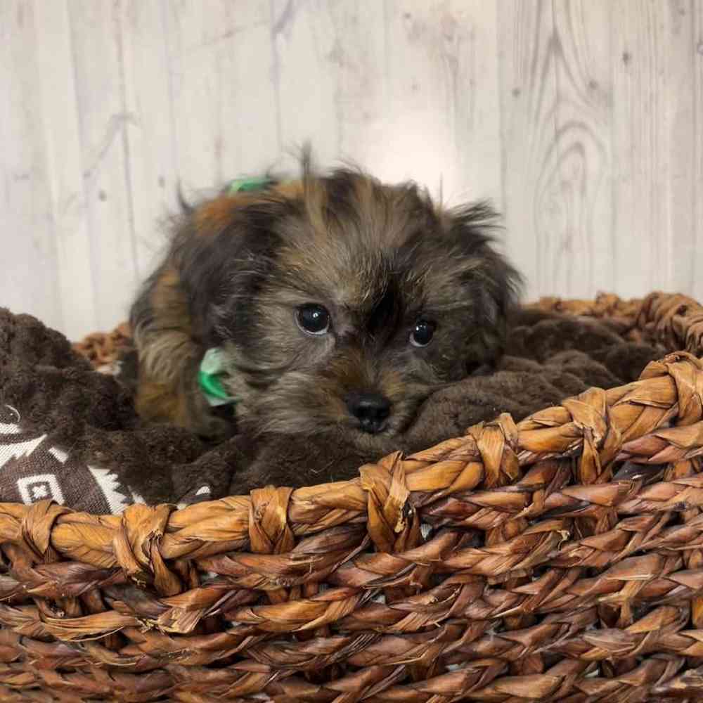 Male Shorkie Puppy for Sale in Saugus, MA