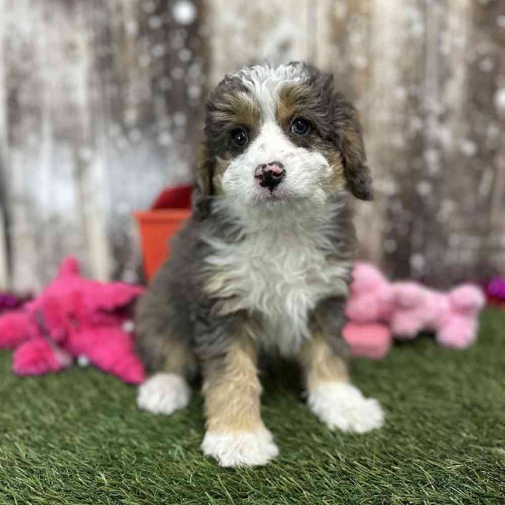 Mini Bernedoodle 2nd Gen image