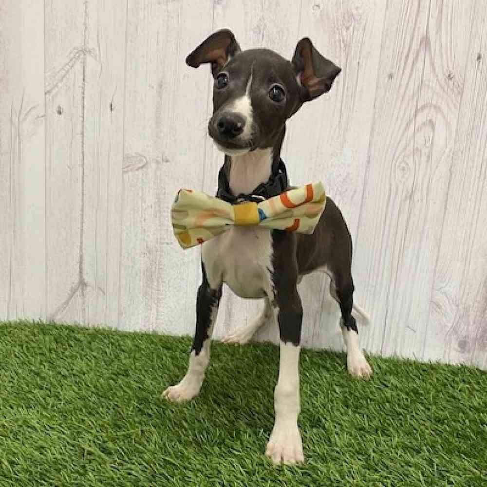Male Italian Greyhound Puppy for Sale in Braintree, MA