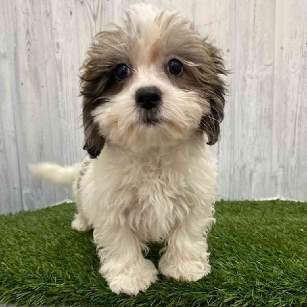 Male Shih-Poo Puppy for Sale in Braintree, MA